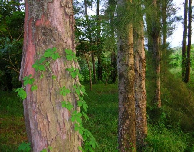 Reforestación exitosa
